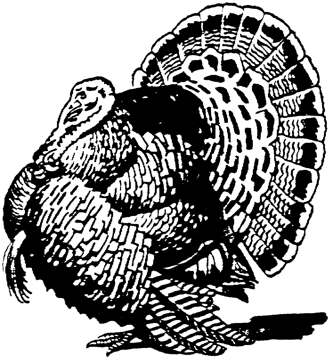 1112x1207 Wild Turkey Black And White Clipart