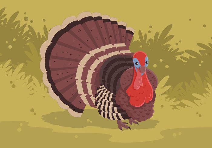 700x490 Wild Turkey Vector Illustration