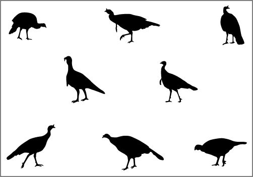 502x352 Wild Turkey Vector Silhouette