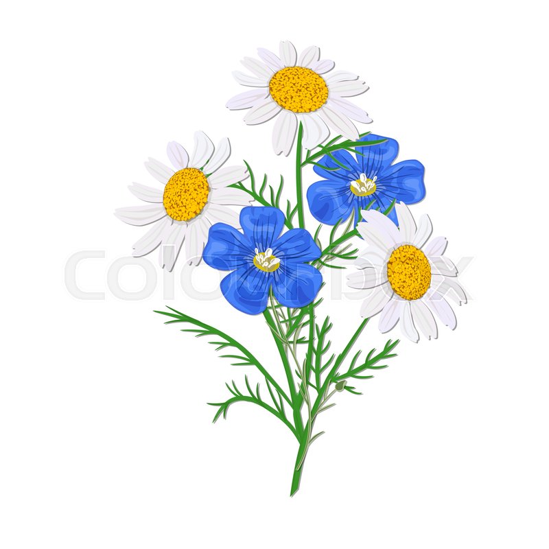 Wildflower Vector at GetDrawings.com | Free for personal ...