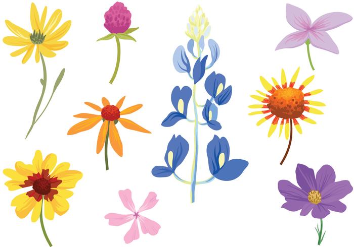 700x490 Free Colorful Wildflower Vectors