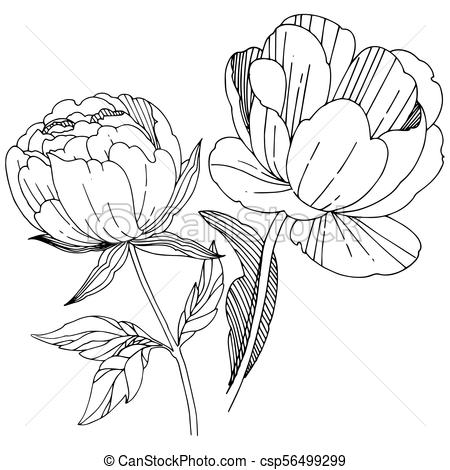 450x470 Wildflower Peony Flower In A Vector Style Isolated. Full... Eps