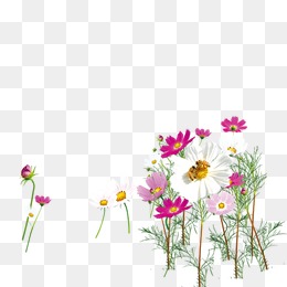 260x260 Wildflowers Vector Png Images Vectors And Psd Files Free