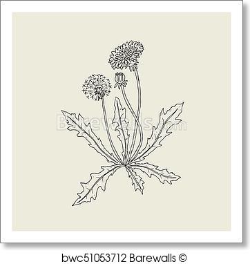 362x382 Art Print Of Elegant Outline Drawing Of Dandelion Plant With