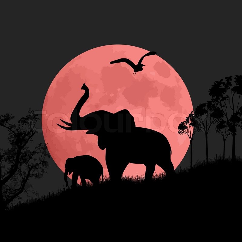 800x800 Silhouette View Of Elephants