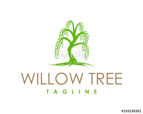 500x400 Willow Tree Symbol Logo Vector Stock Image And Royalty Free