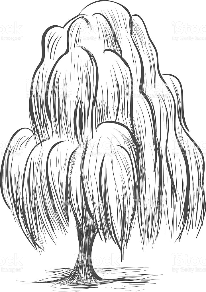 723x1024 Collection Of Willow Tree Line Drawing High Quality, Free