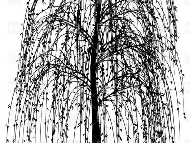 640x480 Willow Tree Vector 11