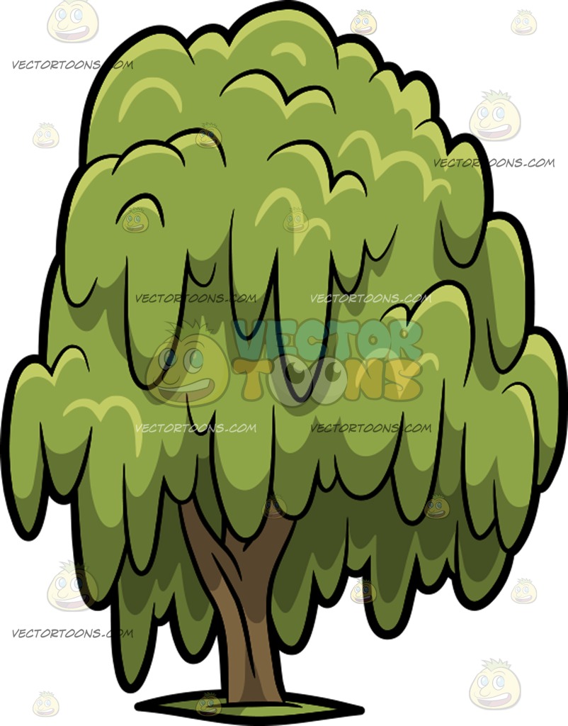 802x1024 A Willow Tree Clipart By Vector Toons