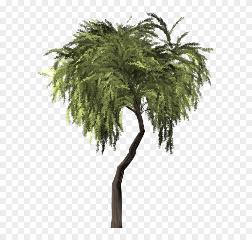 840x800 Collection Of Willow Tree Vector