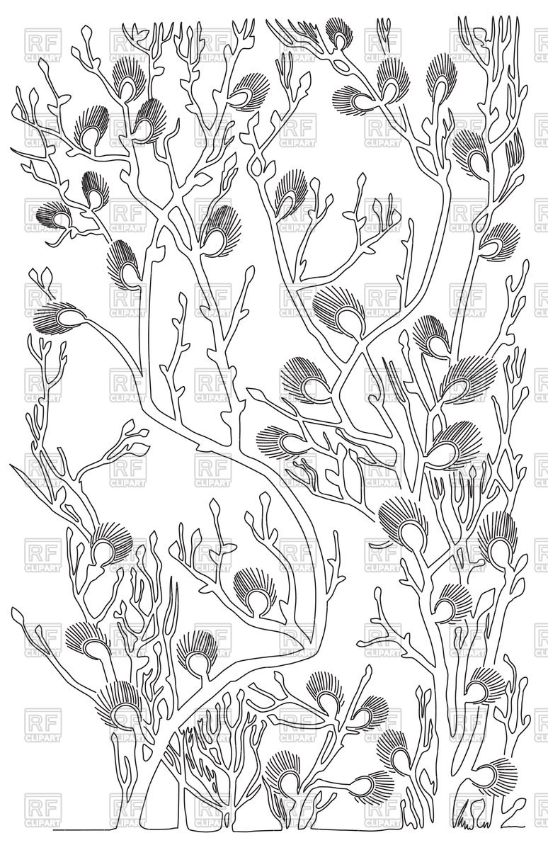 774x1200 Outline Of Branches Of Willow Vector Image Vector Artwork Of