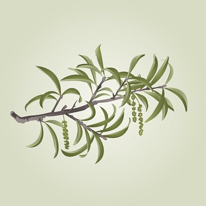 416x416 Willow Branch With Catkins Vector Premium Clipart