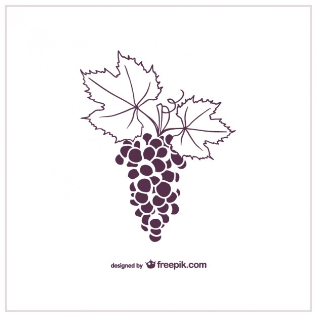 626x626 Purple Grapes Vector Free Download