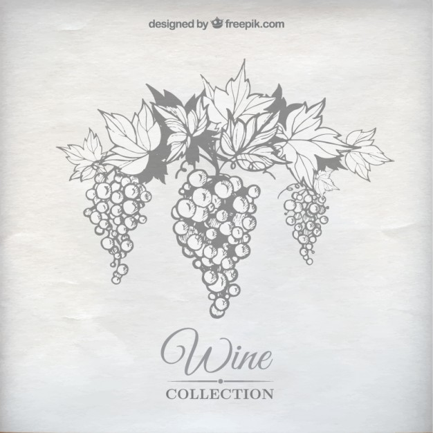 626x626 Wine Grapes Vector Free Download
