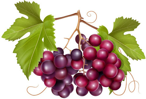 477x325 Wine Grapes Vector Free Free Vector Download (1,087 Free Vector