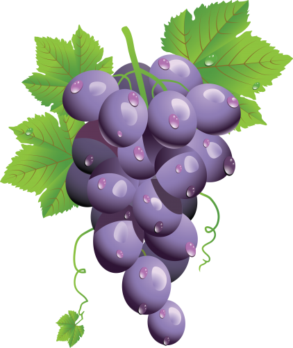 Wine Grapes Vector at GetDrawings | Free download