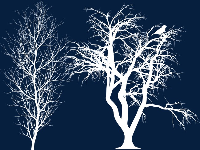 650x488 Tree Vector White Winter, Tree Vector, Winter Vector, Tree Png And
