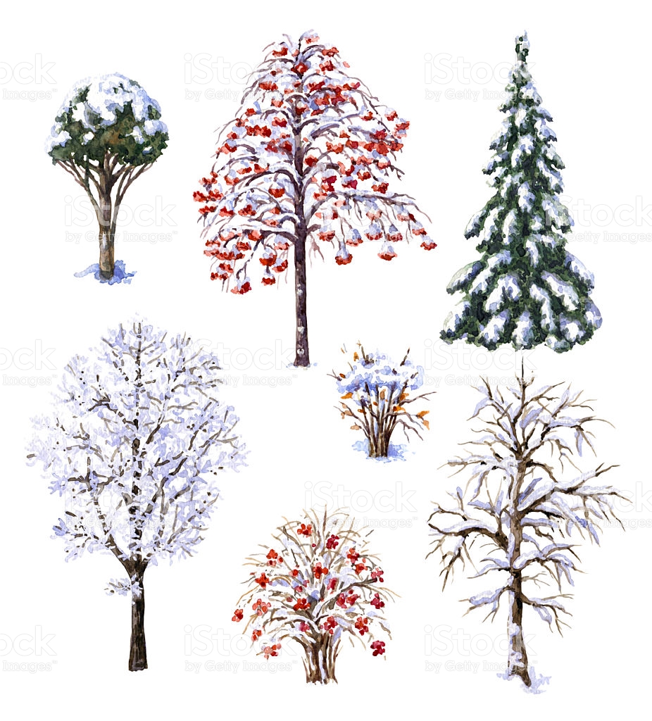 926x1024 Winter Shrubs Clipart