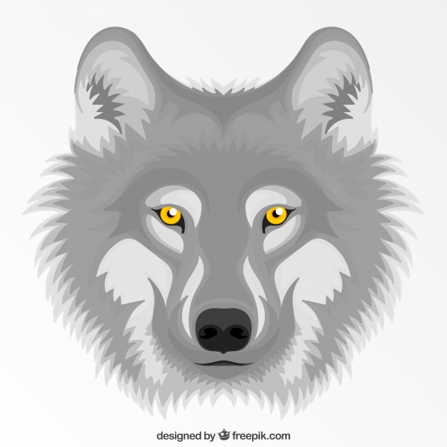 626x626 Gray Wolf With Yellow Eyes Background Vector Free Download
