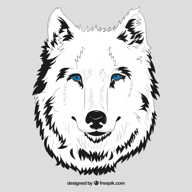 626x626 White Head Of Wolf With Blue Eyes Vector Free Download