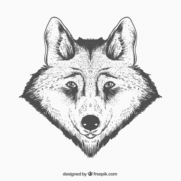 626x626 Realistic Wolf Face Vector Free Download