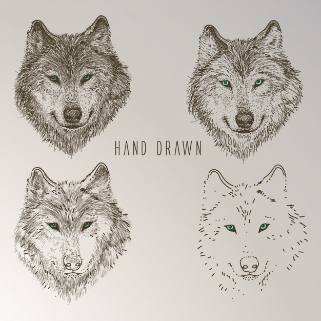 626x626 Wolf Head Vectors, Photos And Psd Files Free Download