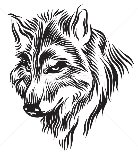 536x600 Black White Wolf Head Vector Illustration Srdjan Vukovic
