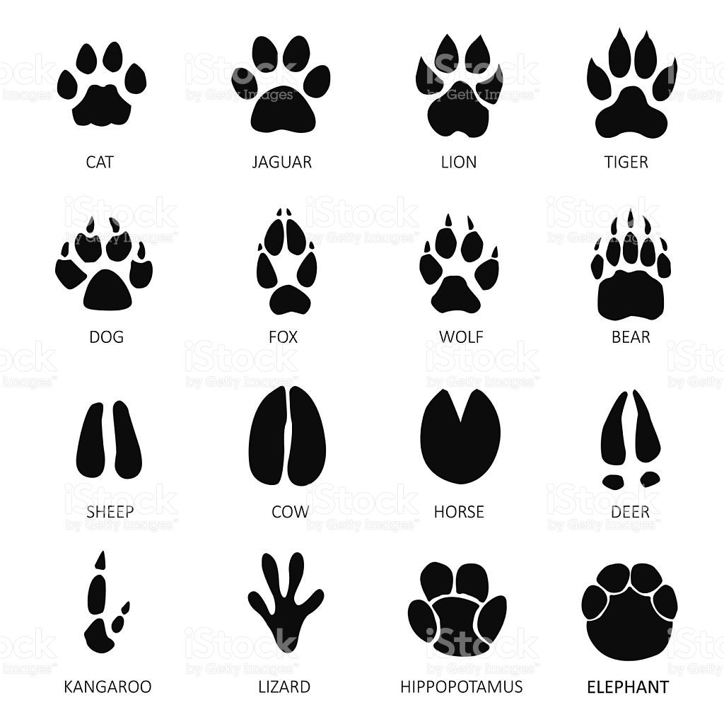 1024x1024 Animals Footprints White Background Korbin