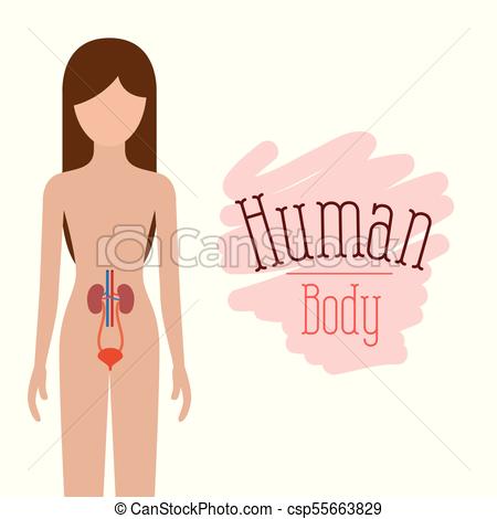 450x470 Colorful Silhouette Female Person With Renal System Human Body