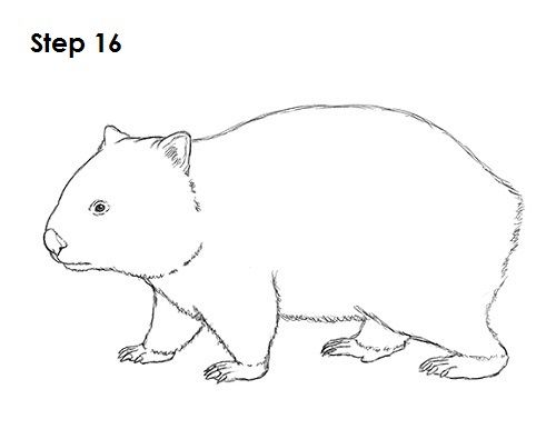 500x386 Wombat Drawing 16 Animal Silhouettes, Vectors, Clipart, Svg