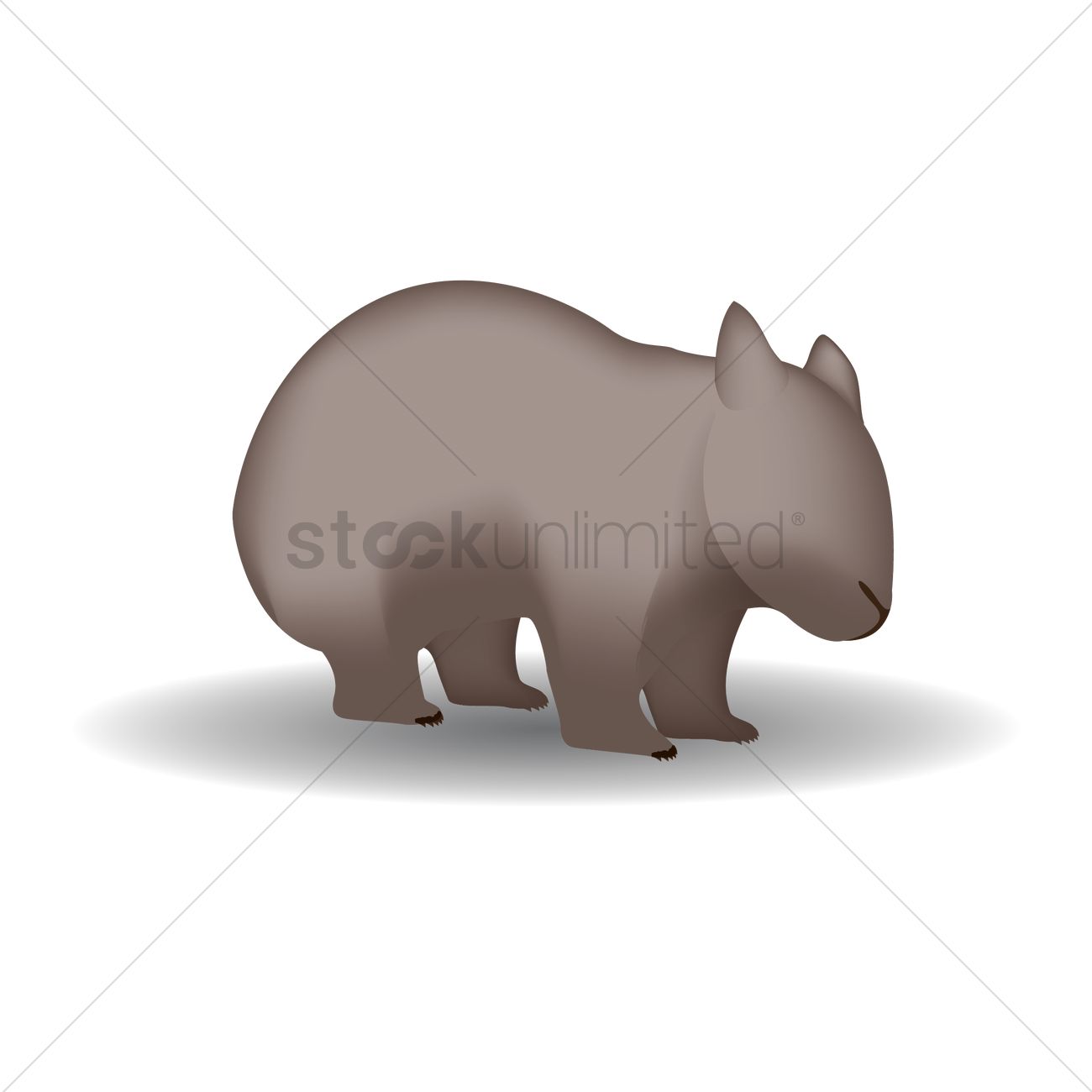 1300x1300 Wombat Vector Image