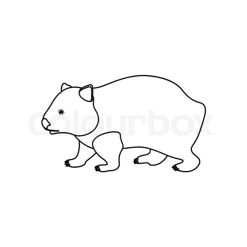 800x800 Wombat Coloring Pages On The White Background, Vector Illustration