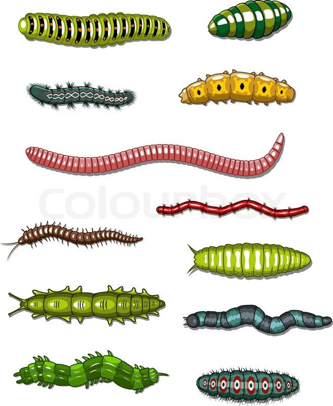 657x800 Caterpillars And Worms Set Isolated On White Background Stock
