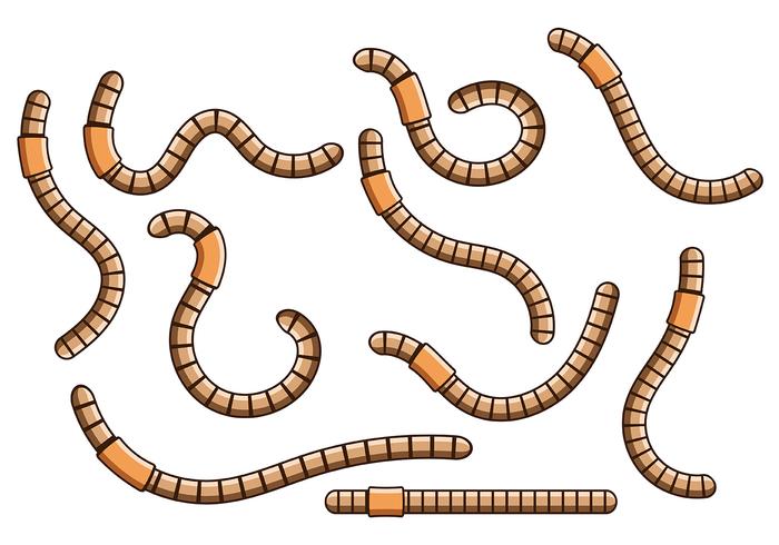 700x490 Earthworm Vector 4