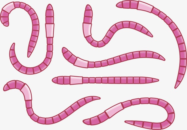650x450 Worm Earthworm, Vector, Snake, Cartoon Png And Vector For Free