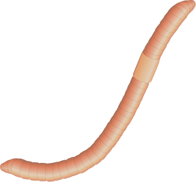 400x372 19 Worm Vector Transparent Huge Freebie! Download For Powerpoint