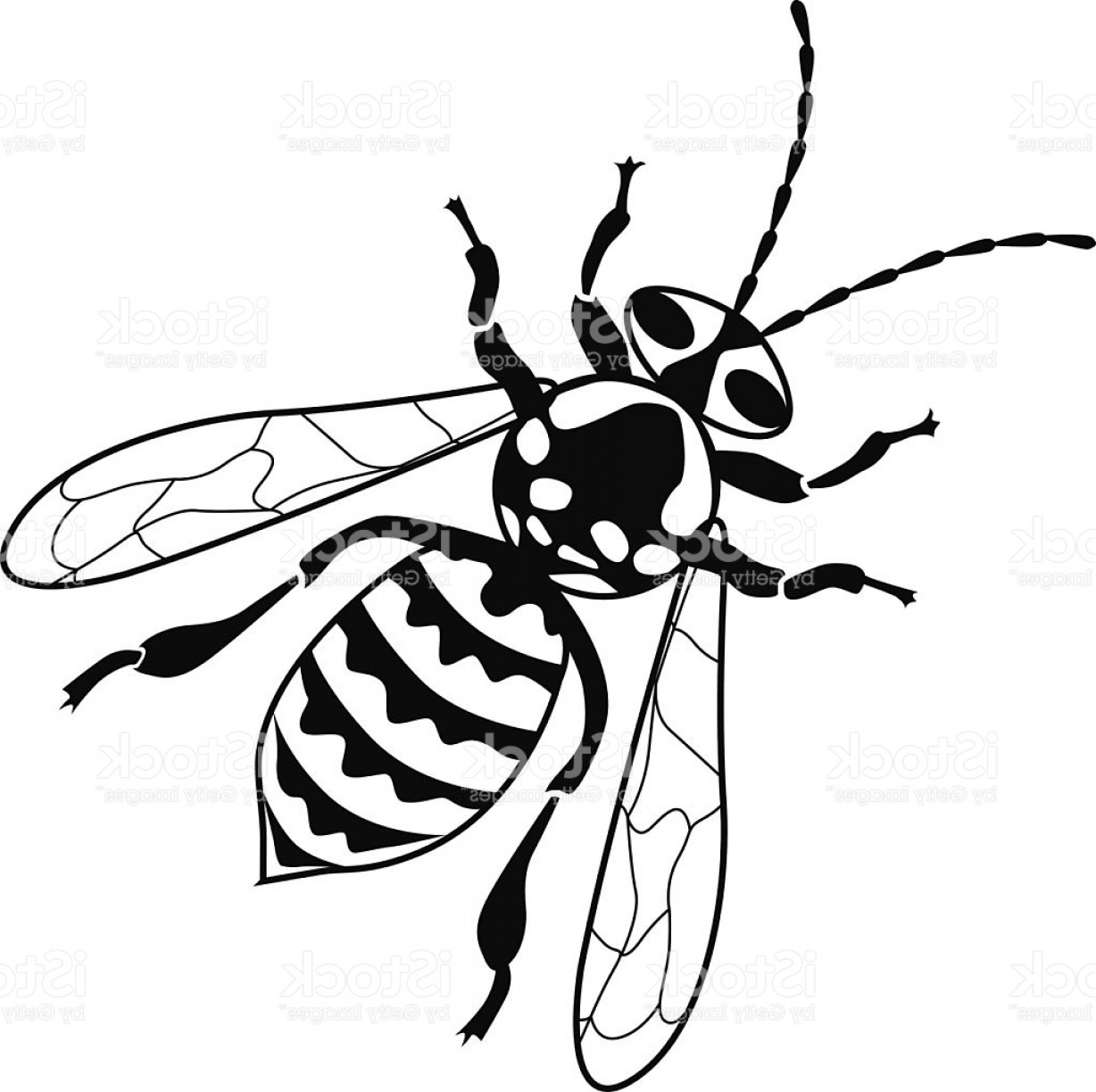 1228x1224 Yellow Jacket Bee Vector Illustration In Black And White Gm