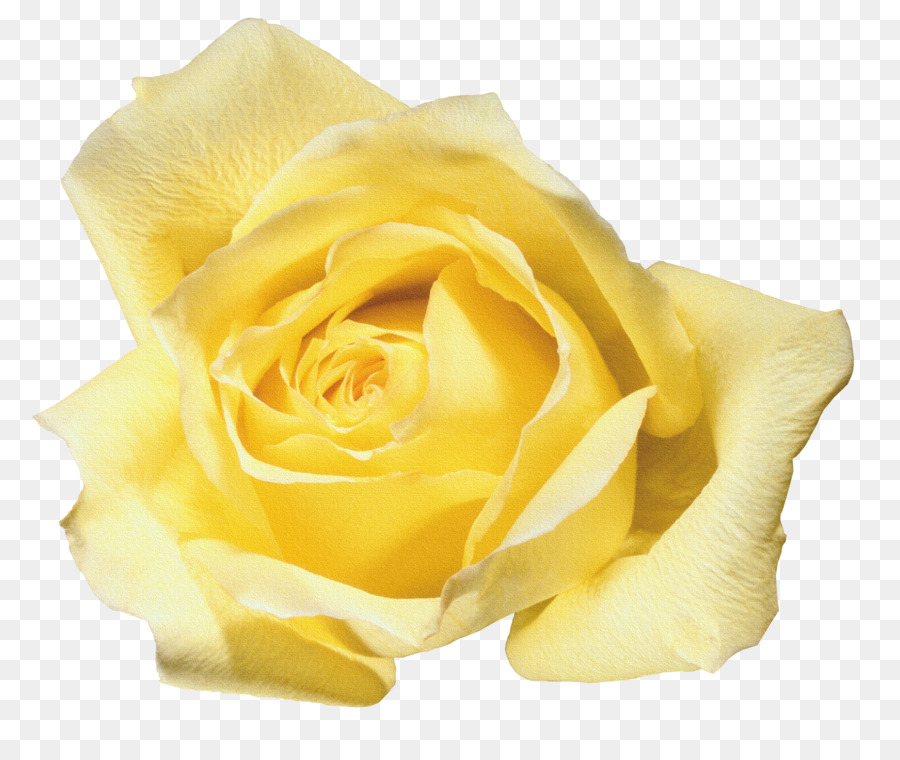 900x760 Beach Rose Flower Yellow Blue Rose