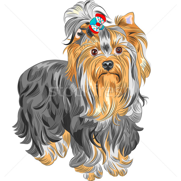 600x600 Yorkshire Terrier Stock Vectors, Illustrations And Cliparts