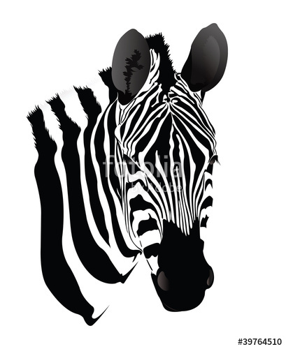 409x500 Zebra Head Stock Image And Royalty Free Vector Files On Fotolia