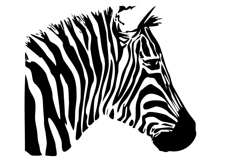 800x566 Zebra Head Free Vector