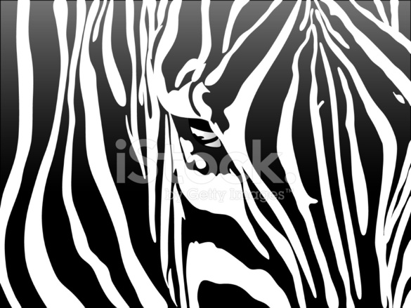 585x439 Zebra Stripes Vector Illustration Pattern Stock Vector