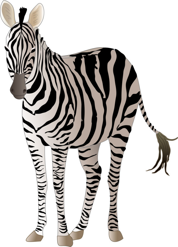 600x831 Realistic Zebra Vector Free Material Free Download