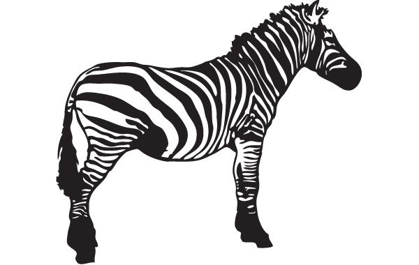 600x380 Vector Zebra