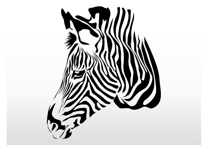 700x490 Zebra Head
