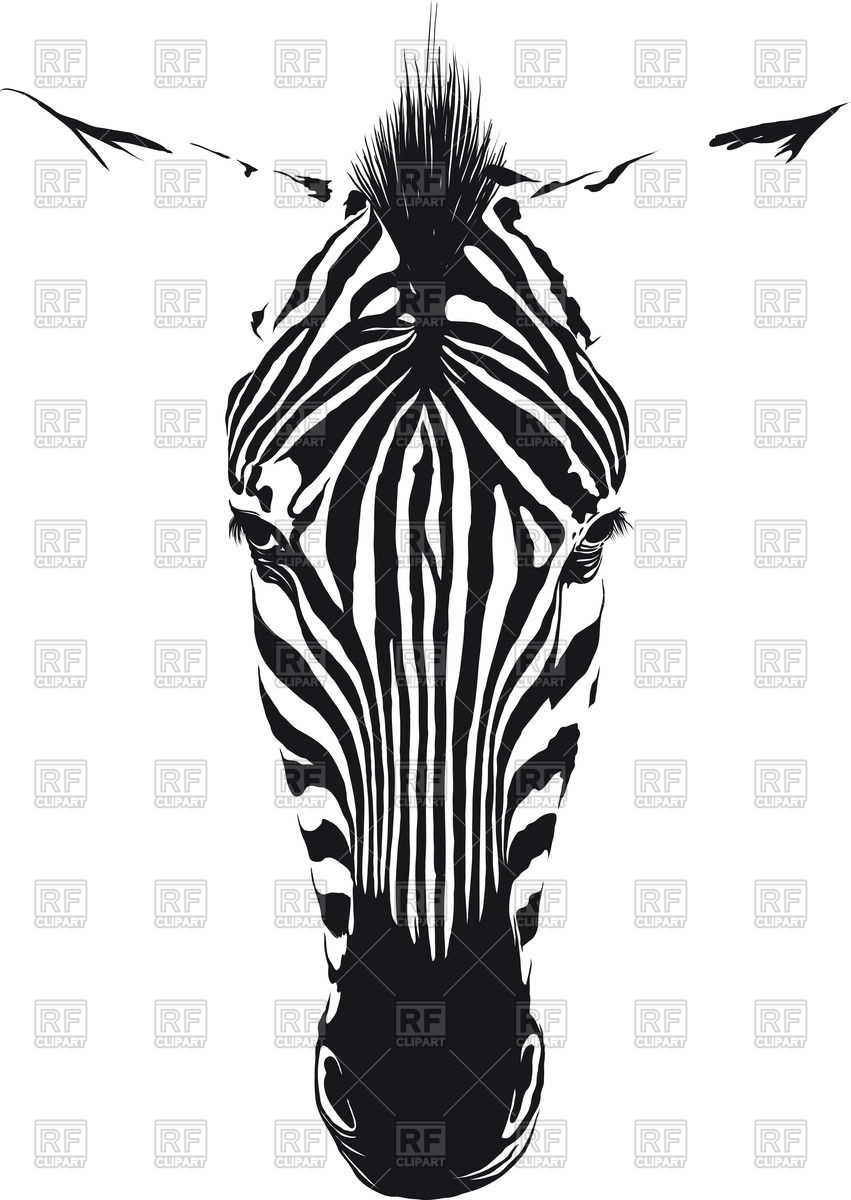 851x1200 Zebra Head From The Front Consisting Of Black Lines On A White