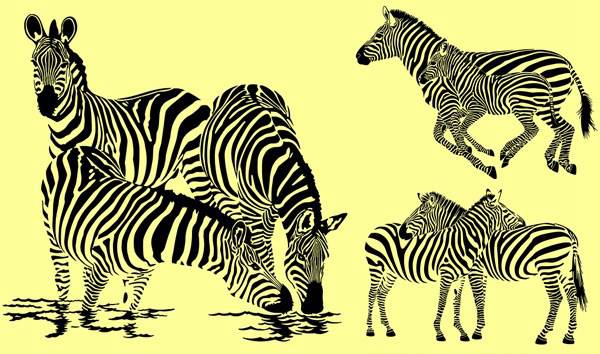 600x354 Zebra Vector Material Vector Animal Free Vector Download