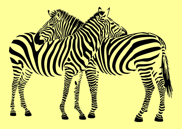 600x424 Zebra Vector Material Free Vector 4vector