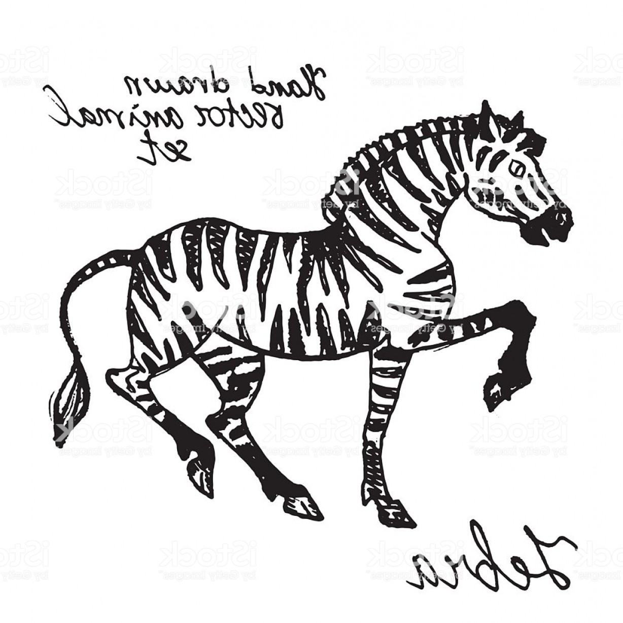 1228x1228 Zebra Vector Arenawp