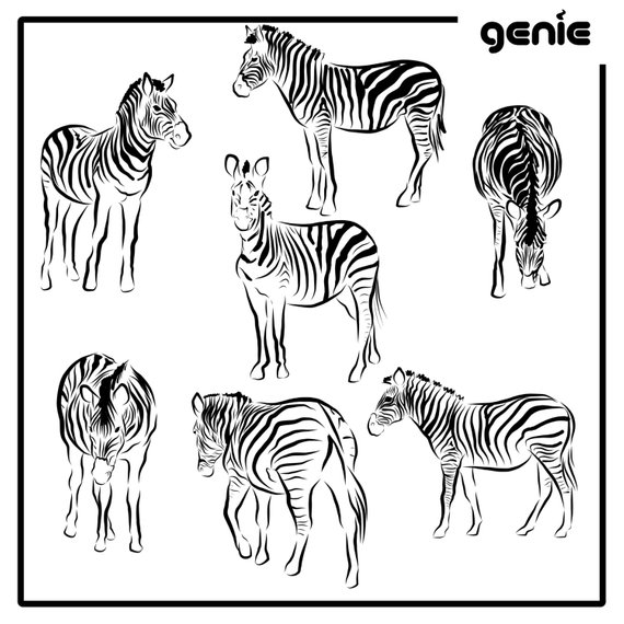 570x570 Zebra Vector Graphic Illustration Hand Drawn Drawing Clipart Etsy